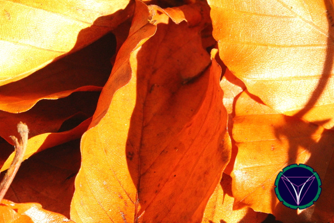 OOPS! The image you selected appears to be unreachable. Please try later.