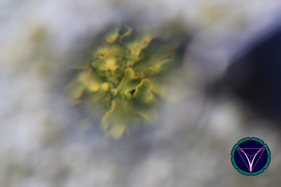 OOPS! The image you selected appears to be unreachable. Please try later.