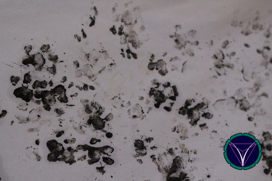 OOPS! The image you selected appears to be unreachable. Please try later.