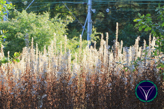 OOPS! The image you selected appears to be unreachable. Please try later.