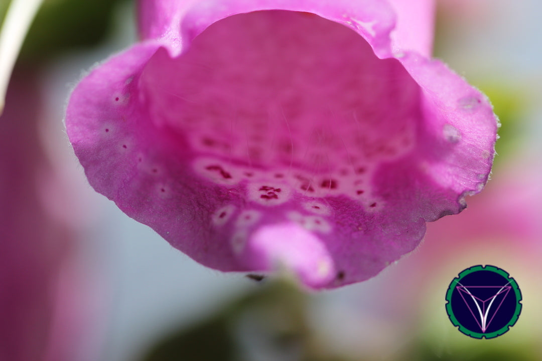 OOPS! The image you selected appears to be unreachable. Please try later.
