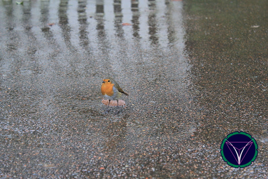 OOPS! The image you selected appears to be unreachable. Please try later.