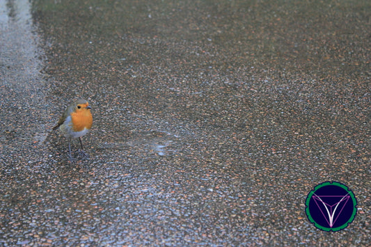 OOPS! The image you selected appears to be unreachable. Please try later.