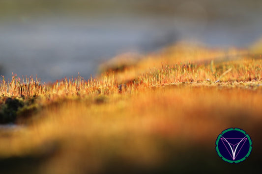 OOPS! The image you selected appears to be unreachable. Please try later.