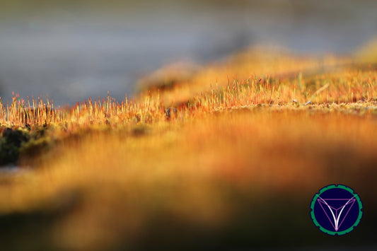OOPS! The image you selected appears to be unreachable. Please try later.