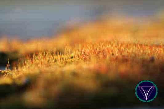 OOPS! The image you selected appears to be unreachable. Please try later.