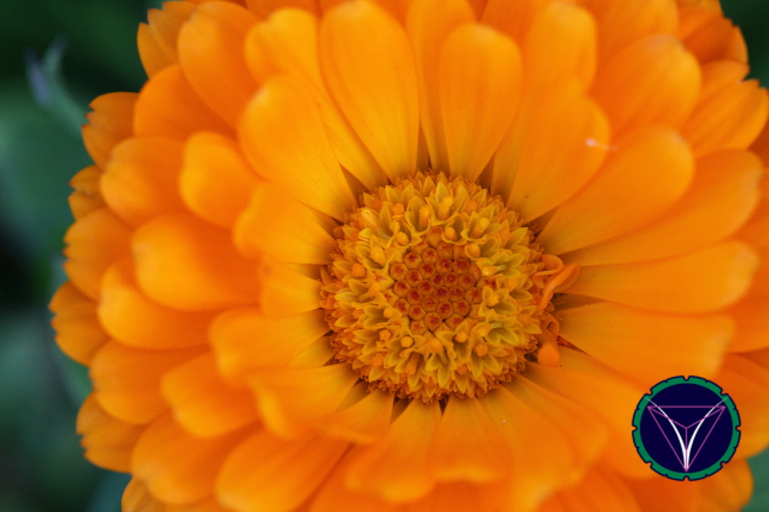 OOPS! The image you selected appears to be unreachable. Please try later.