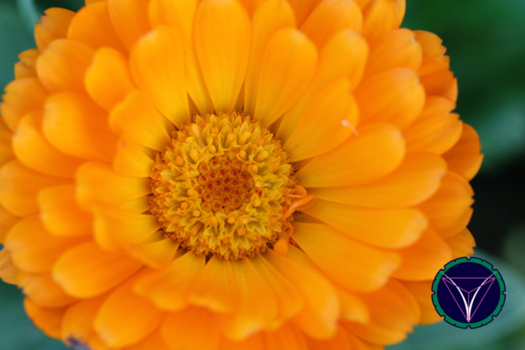 OOPS! The image you selected appears to be unreachable. Please try later.