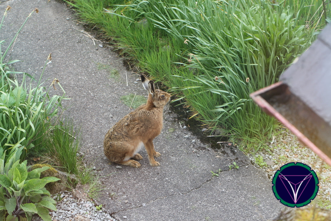OOPS! The image you selected appears to be unreachable. Please try later.