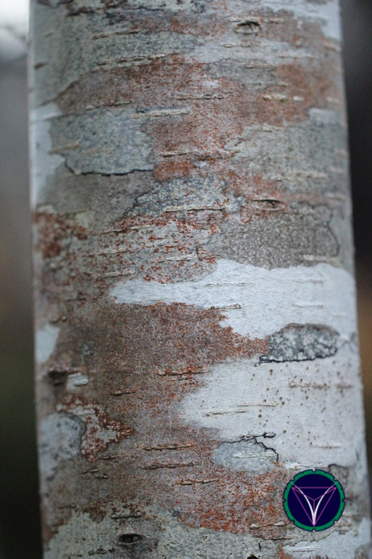 OOPS! The image you selected appears to be unreachable. Please try later.
