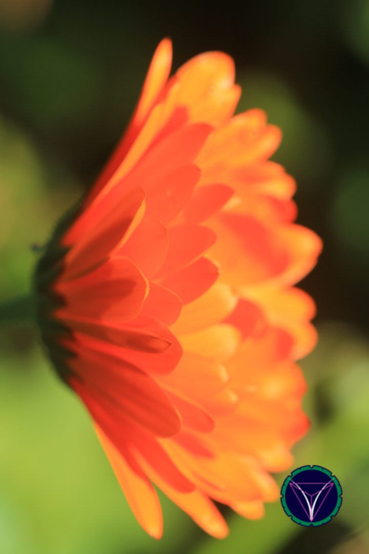 OOPS! The image you selected appears to be unreachable. Please try later.