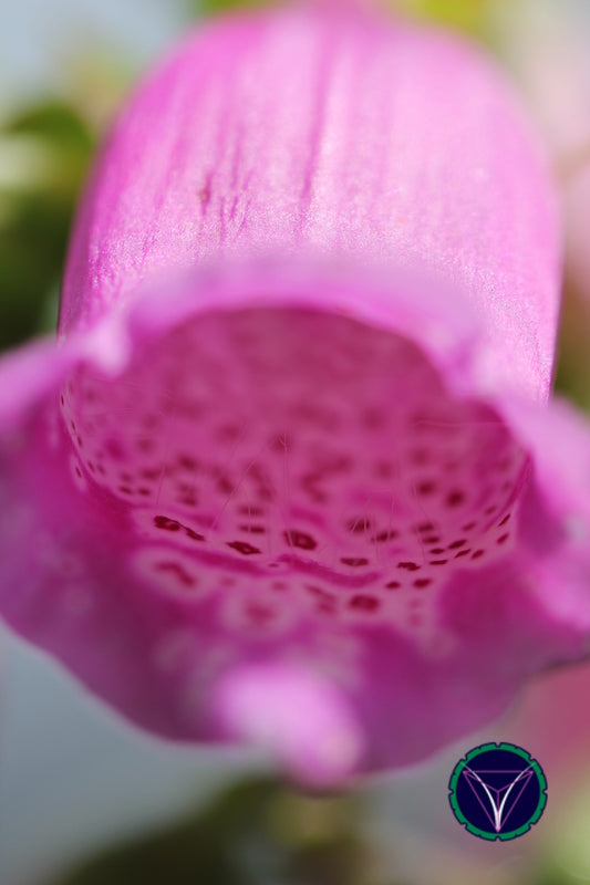 OOPS! The image you selected appears to be unreachable. Please try later.