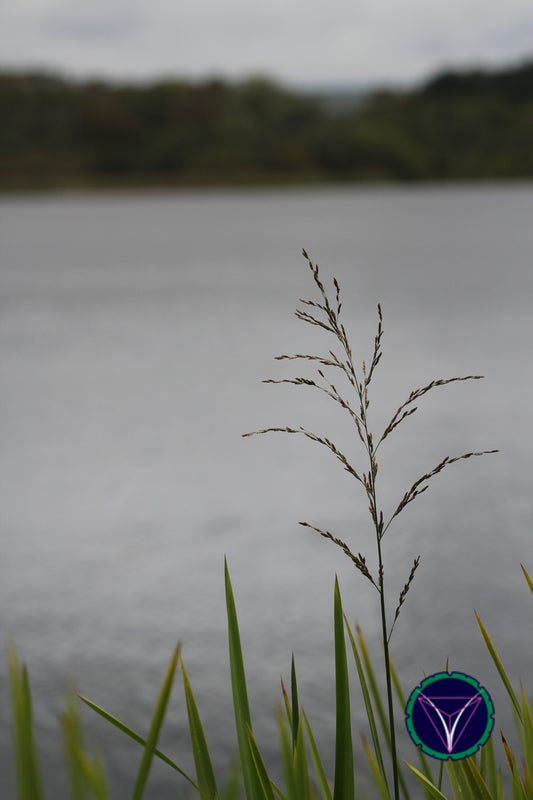 OOPS! The image you selected appears to be unreachable. Please try later.