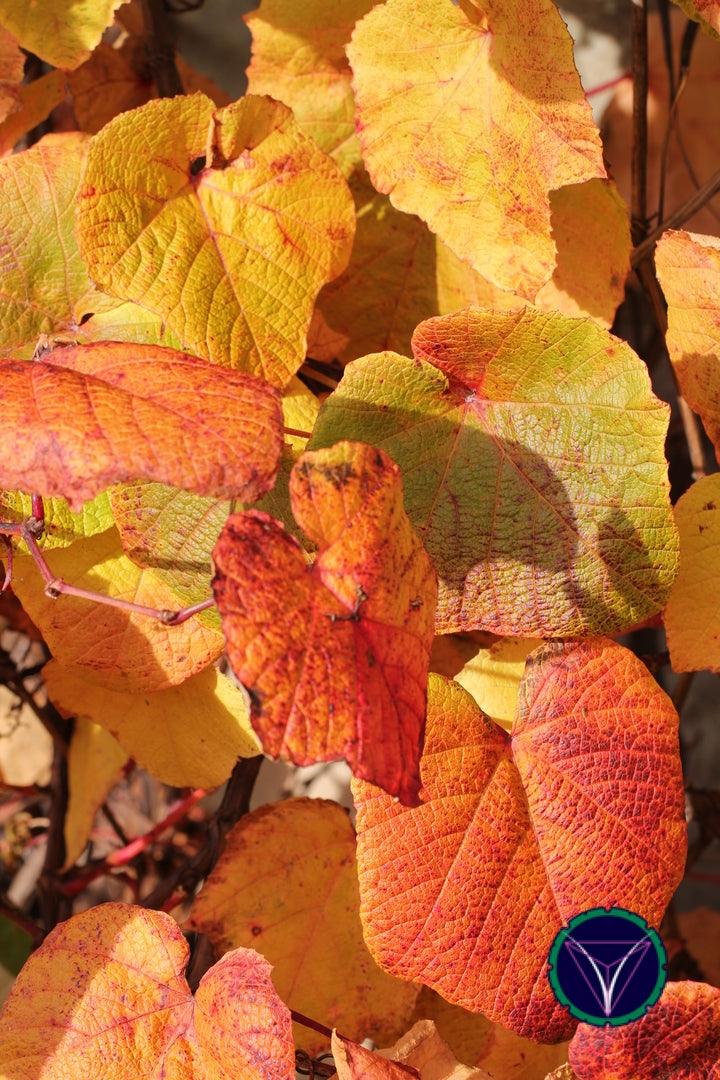 OOPS! The image you selected appears to be unreachable. Please try later.